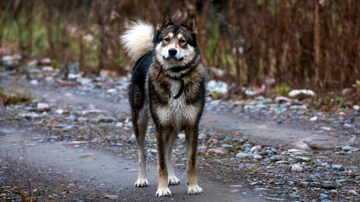 Photo : chien adulte de race Laïka de Sibérie orientale
