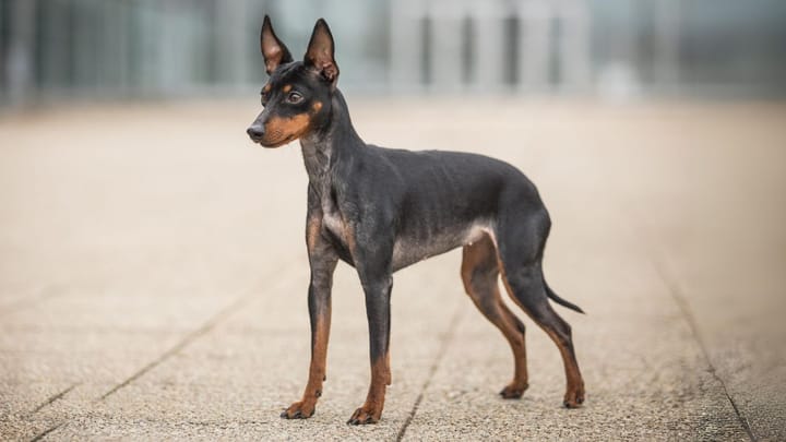 Foto: volwassen hond ras Engelse Toy Terrier