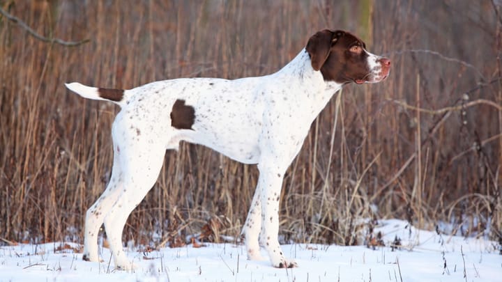 Foto: volwassen hond ras Braque Français