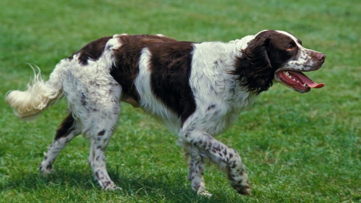 Foto: volwassen hond ras Épagneul Français