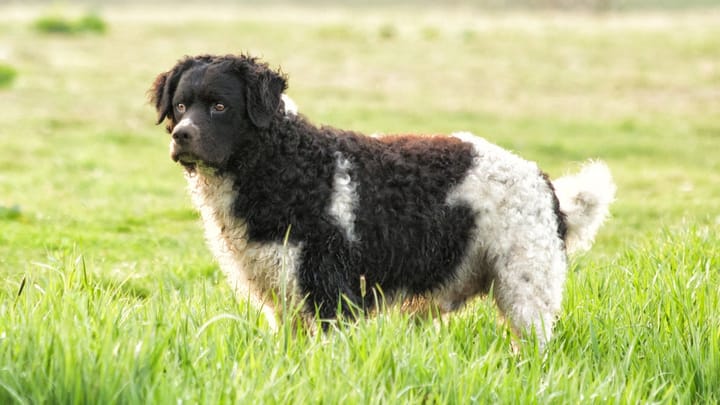 Photo : chien adulte de race Chien d'eau frison