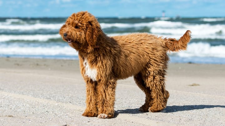 Photo : chien adulte de race Irish Doodle