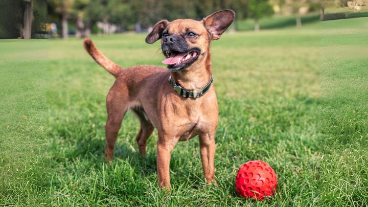 Photo : chien adulte de race Chiweenie