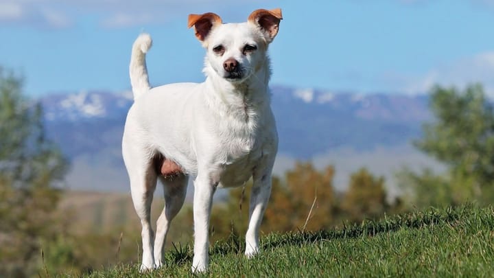Photo : chien adulte de race Jack Chi