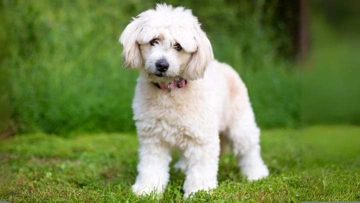Foto: erwachsener Hund der Rasse Pomapoo