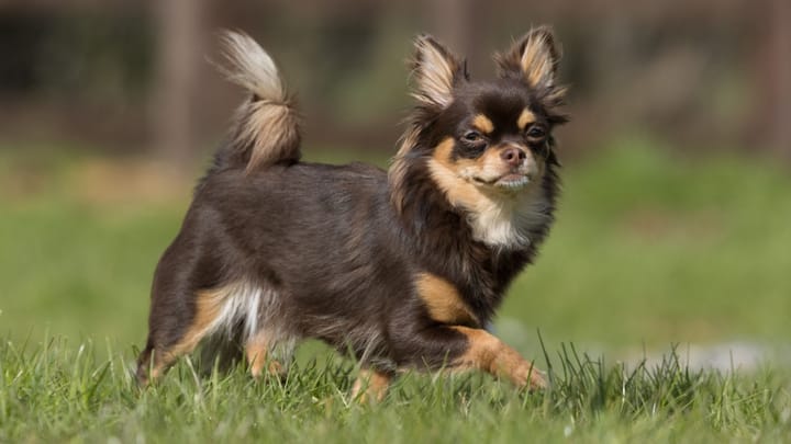 Photo : chien adulte de race Chihuahua à poils longs