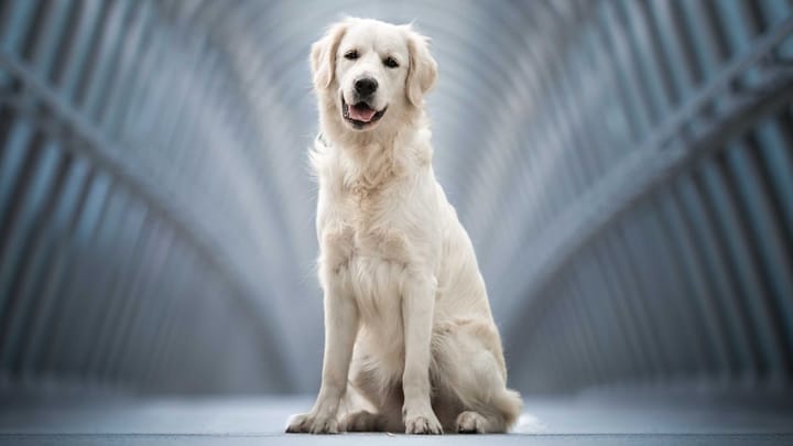 Photo : chien adulte de race Golden Retriever