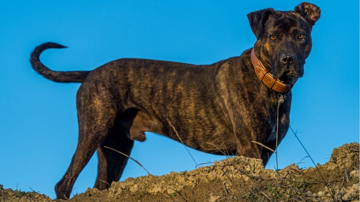 Photo : chien adulte de race Alano Espagnol