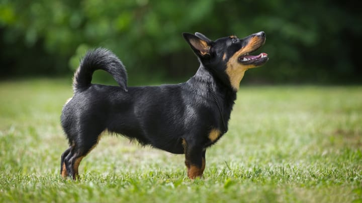 Foto: erwachsener Hund der Rasse Lancashire Heeler