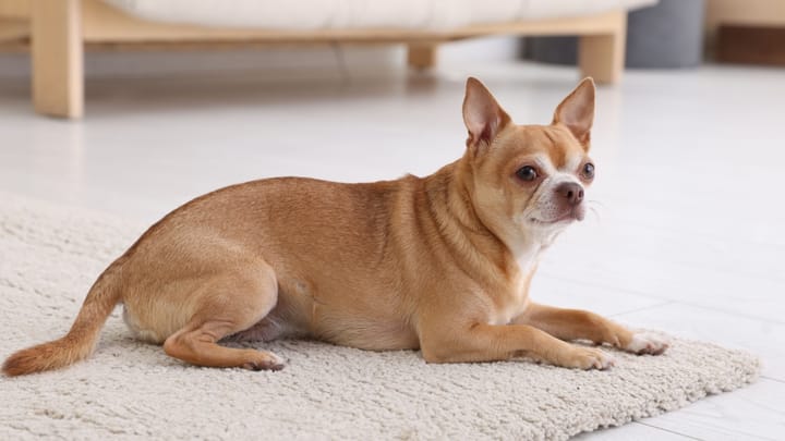 Photo: adult dog of Chihuahua à poils court breed