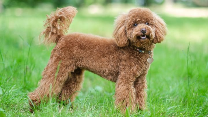 Foto: erwachsener Hund der Rasse Toypudel