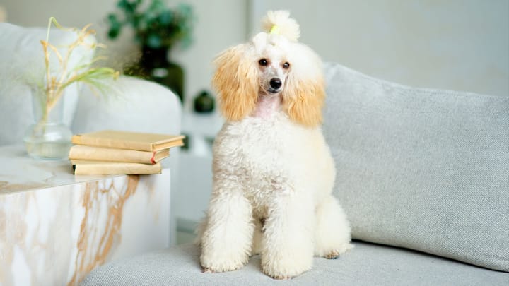Photo : chien adulte de race Caniche Nain