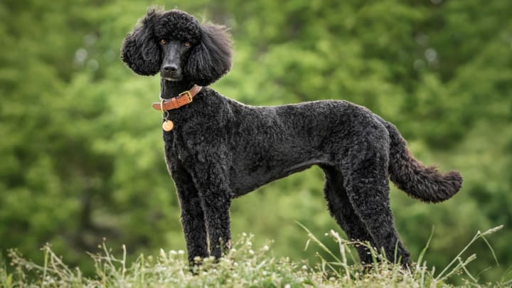 Photo : chien adulte de race Grand Caniche