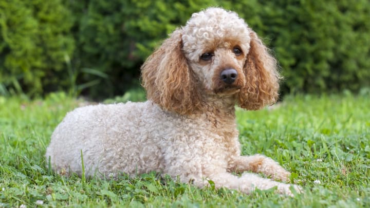 Photo : chien adulte de race Caniche Moyen