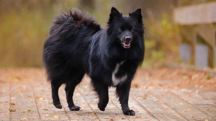 Photo : chien adulte de race Spitz Moyen