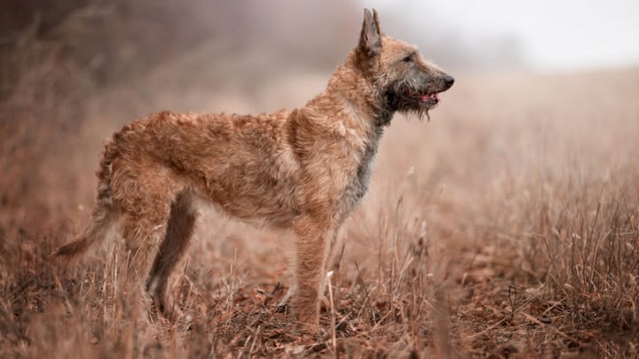 Photo : chien adulte de race Laekenois