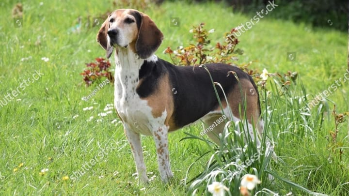 Foto: cane adulto di razza Harrier