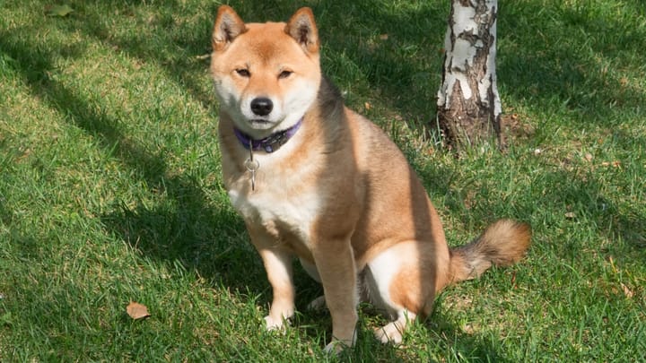 Photo : chien adulte de race Hokkaido Ken