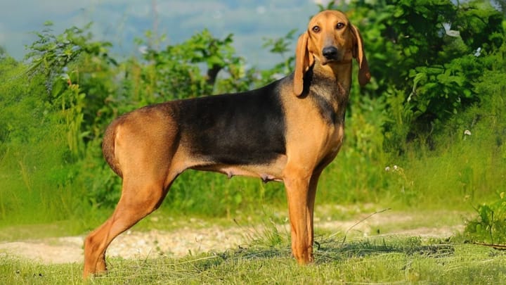 Foto: erwachsener Hund der Rasse Segugio Italiano (Drahthaar)