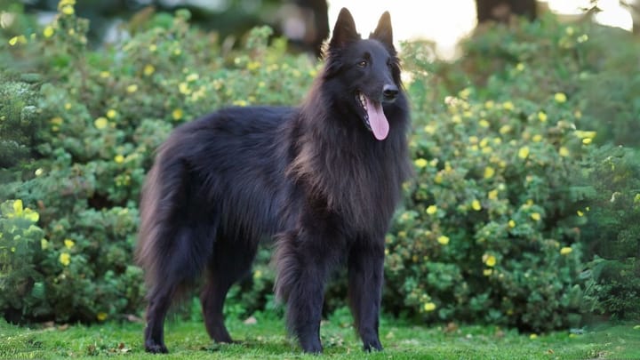 Foto: erwachsener Hund der Rasse Groenendael