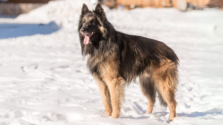 Foto: erwachsener Hund der Rasse Tervueren