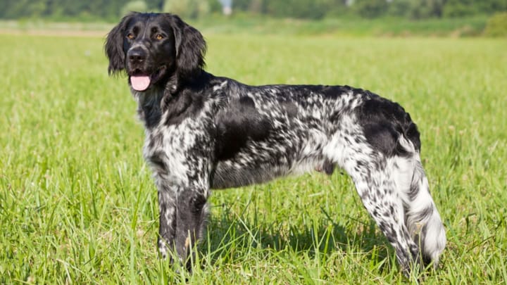Photo : chien adulte de race Grand Münsterländer