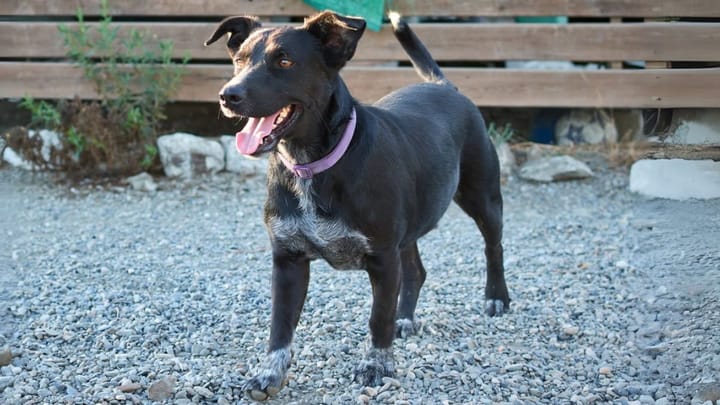 Foto: cane adulto di razza Cane da pastore mallorquín