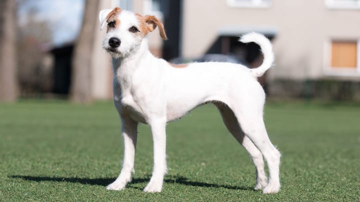 Foto: erwachsener Hund der Rasse Parson Russell Terrier