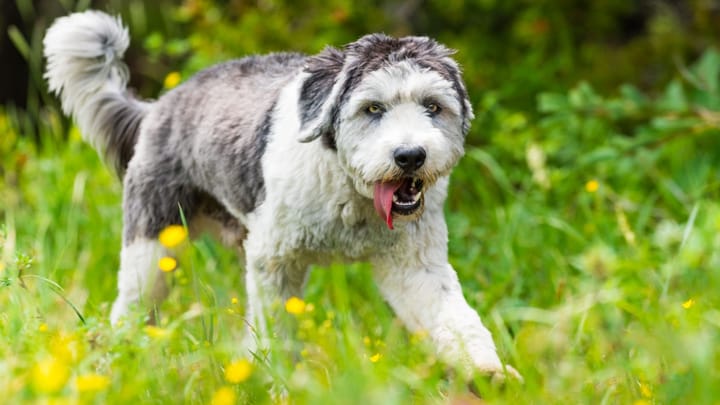 Photo : chien adulte de race Berger polonais de plaine