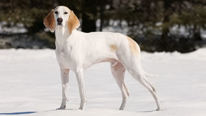 Foto: cane adulto di razza Porcelaine