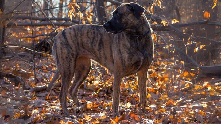 Photo : chien adulte de race Cão fila de São Miguel