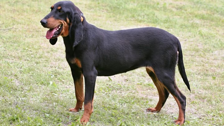 Foto: erwachsener Hund der Rasse Schweizer Laufhund