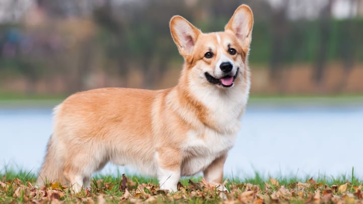 Foto: erwachsener Hund der Rasse Corgi