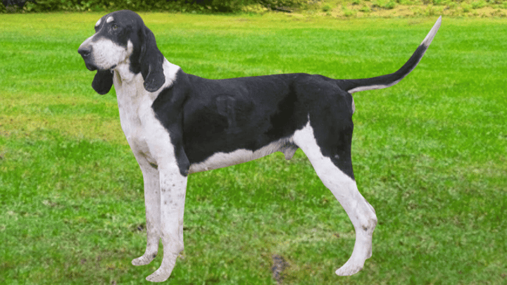 Foto: volwassen hond ras Français Blanc et Noir