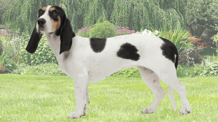 Foto: erwachsener Hund der Rasse Schweizer Niederlaufhund