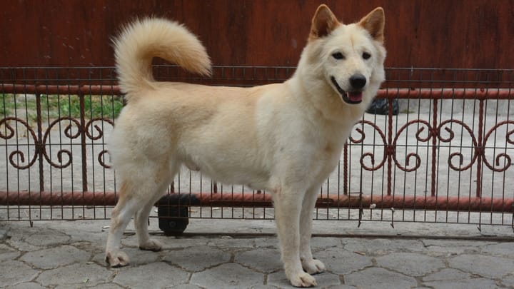 Photo : chien adulte de race Kintamani