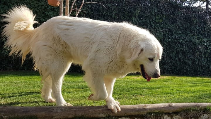 Photo : chien adulte de race Akbash