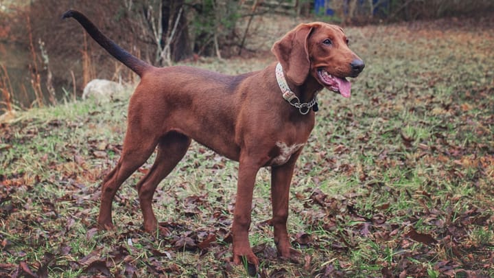 Photo : chien adulte de race Redbone Coonhound