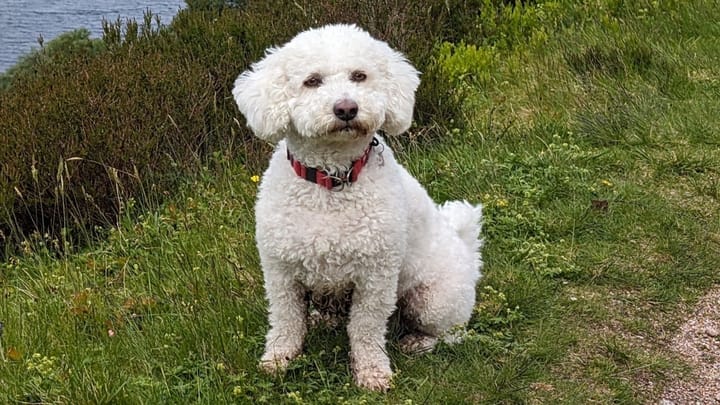 Photo : chien adulte de race Havapoo