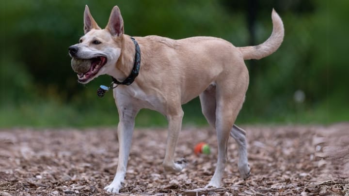 Photo : chien adulte de race Carolina Dog