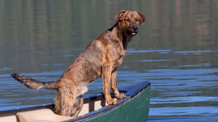 Photo : chien adulte de race Plott Hound