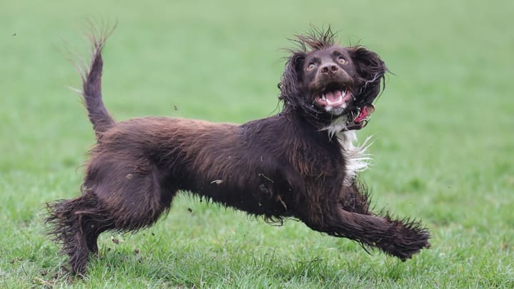 Photo : chien adulte de race Boykin Spaniel
