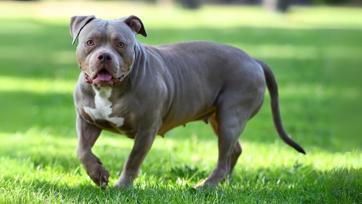 Photo : chien adulte de race American Bully
