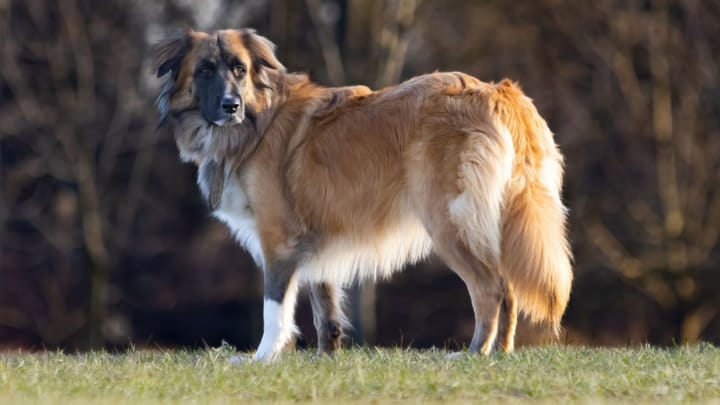 Photo : chien adulte de race English Shepherd