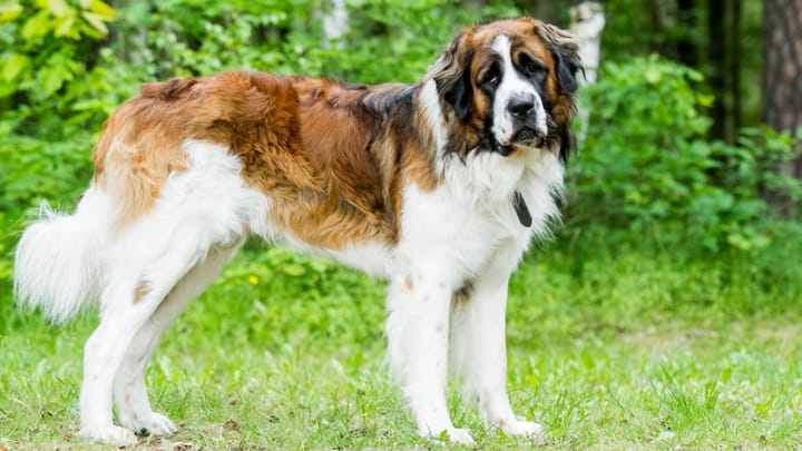Photo : chien adulte de race Chien de garde de Moscou
