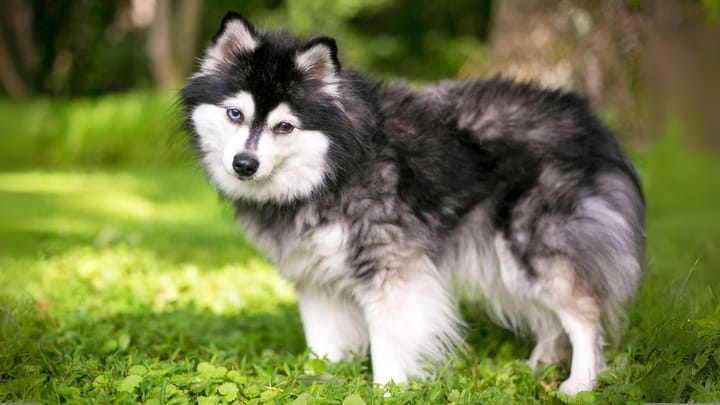 Photo : chien adulte de race Klee Kai Alaskan