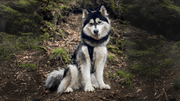 Photo : chien adulte de race Samsky