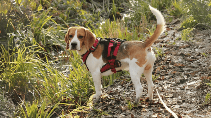Photo : chien adulte de race Bagle