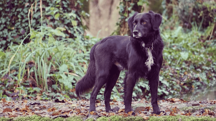 Photo : chien adulte de race Golden Border Retriever