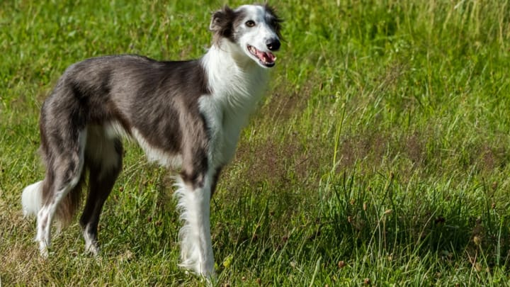 Photo : chien adulte de race Lévrier de soie